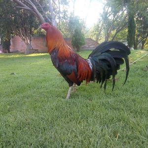 Meet your Posher, Miguel